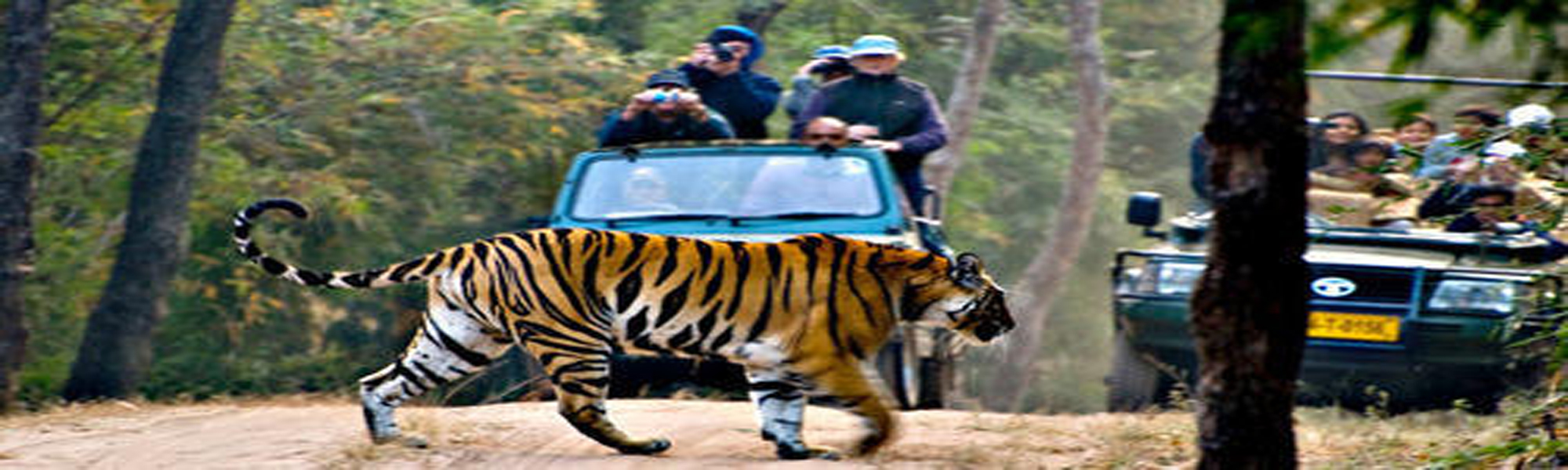 Wild life Budget Tours in India 