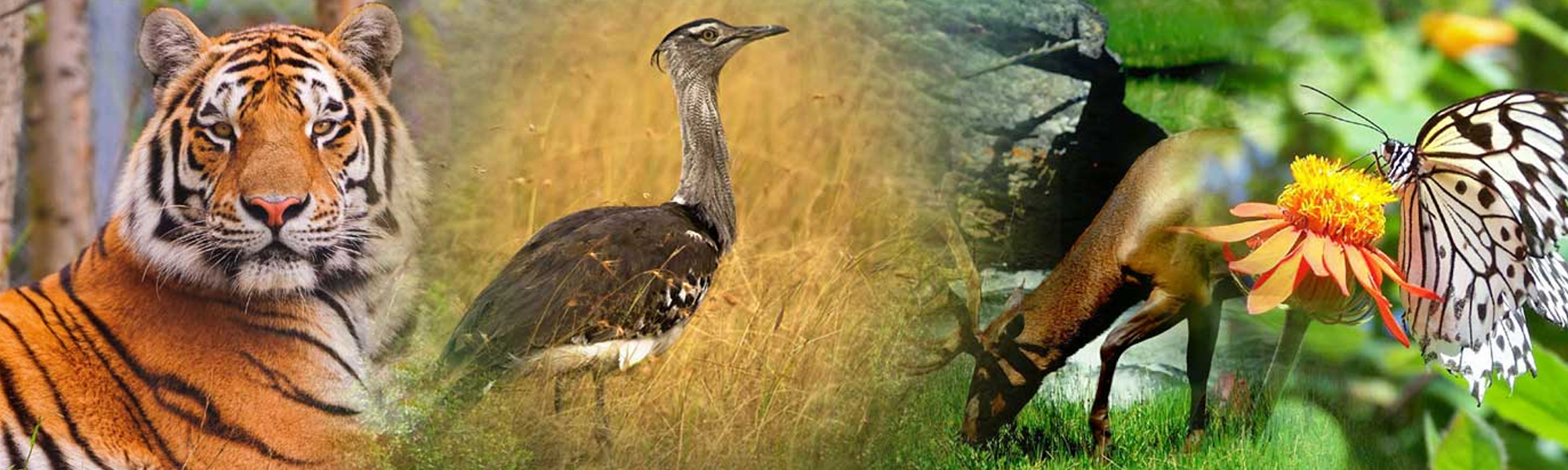 Wildlife Budget Tours in Rajasthan 