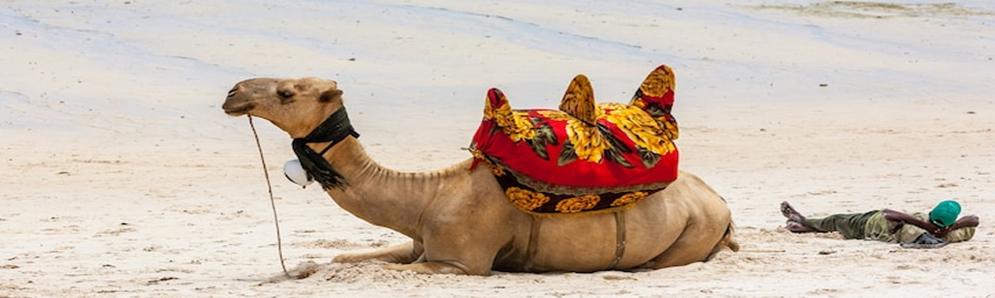 Desert Triangle Tours in India with Camel Safari Tours in India  