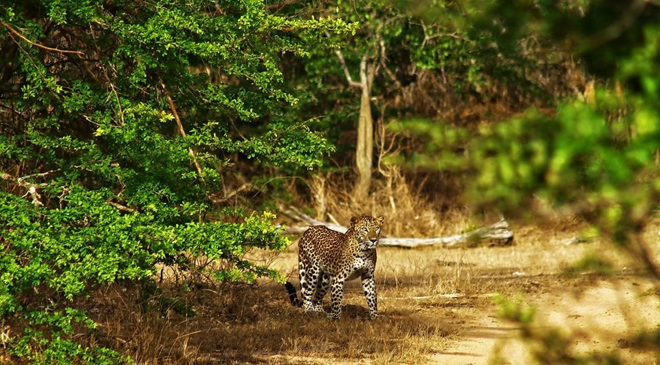 Honeymoon Tours in India with Jammu and Kashmir Tours in India and Wildlife Tours in India
