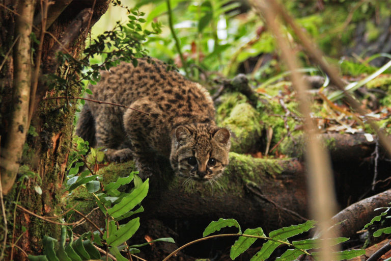 Wildlife Luxury Tours in Rajasthan 