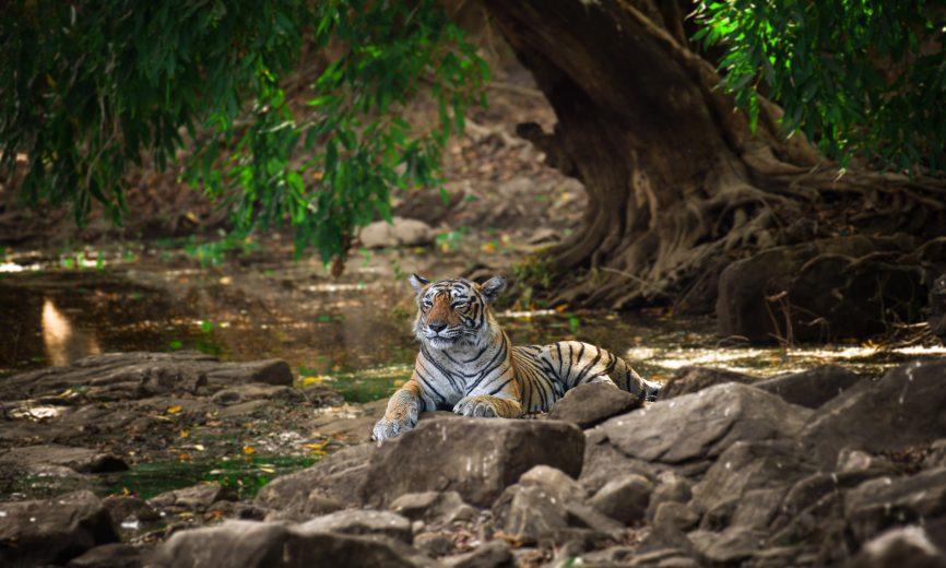 Rural Rajasthan Tours in India with Wildlife Tours in India