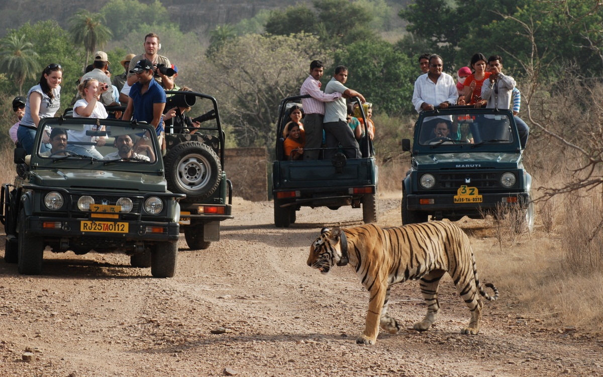 Fort and Palaces Tours in Rajasthan with Wildlife Tours in Rajasthan