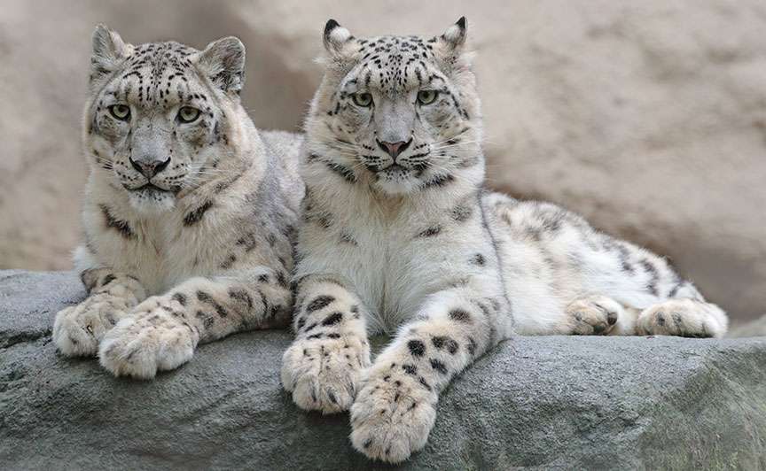 Honeymoon Tours in Rajasthan with Jammu and Kashmir Tours in India and Wildlife Tours in India