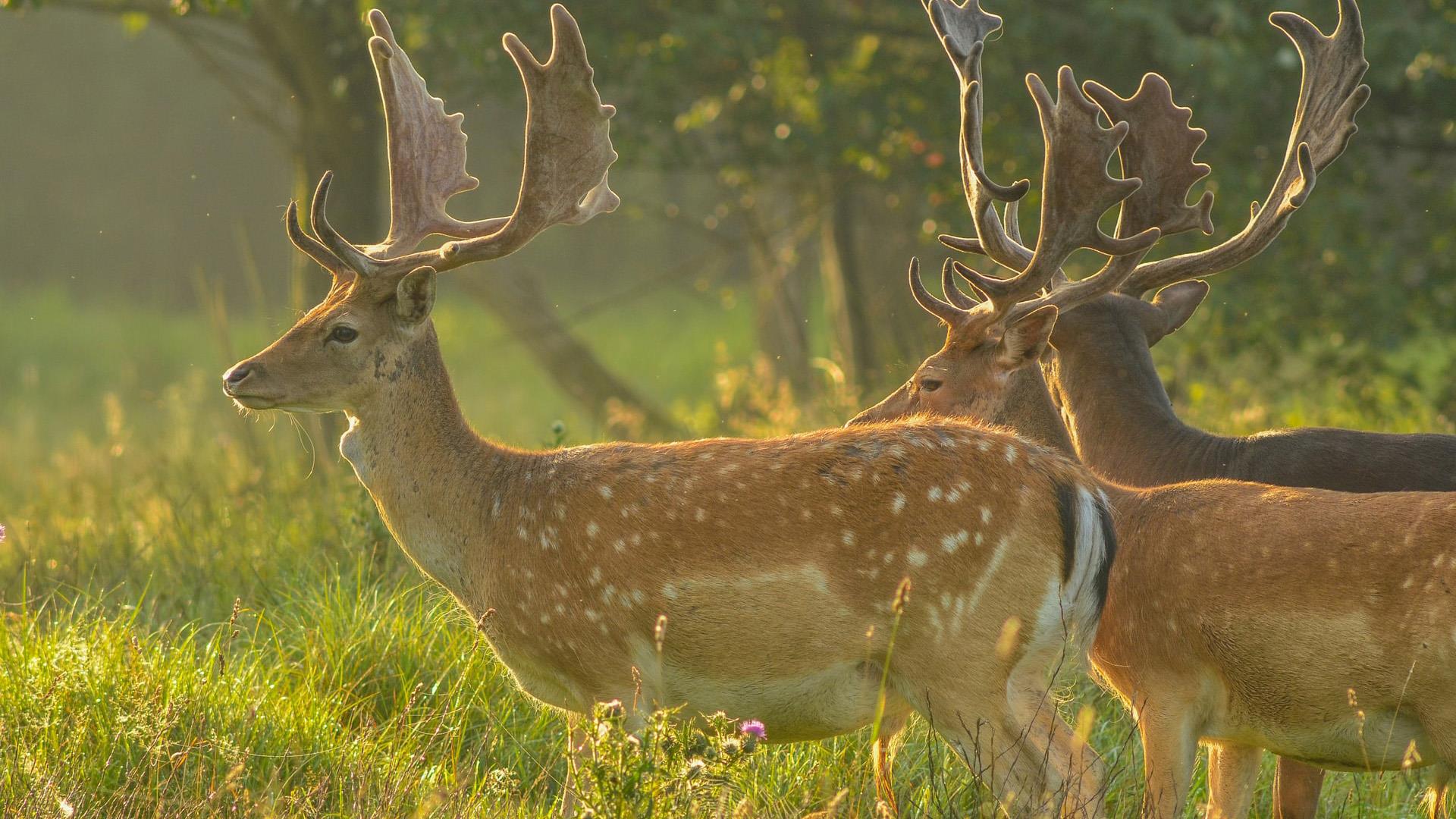 Royal Castles Tours in India with Wildlife Tours in Rajasthan 